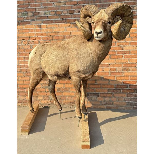 Full Body Taxidermy Montana Bighorn Sheep