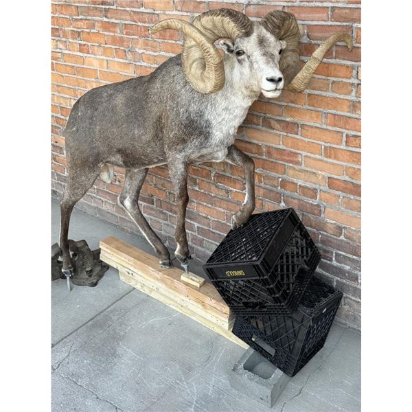 Full Body Taxidermy Stone Sheep