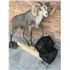 Image 1 : Full Body Taxidermy Stone Sheep