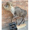 Image 2 : Full Body Taxidermy Stone Sheep
