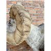 Image 3 : Full Body Taxidermy Stone Sheep