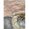 Image 7 : Full Body Taxidermy Stone Sheep