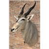 Image 1 : Shoulder Mount Taxidermy African Eland