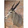 Image 2 : Shoulder Mount Taxidermy African Eland