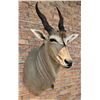 Image 3 : Shoulder Mount Taxidermy African Eland