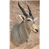 Image 4 : Shoulder Mount Taxidermy African Eland