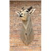 Image 5 : Shoulder Mount Taxidermy African Eland