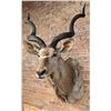 Image 1 : Shoulder Mount Taxidermy African Greater Kudu