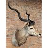 Image 2 : Shoulder Mount Taxidermy African Greater Kudu