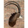 Image 2 : Shoulder Mount Taxidermy African Sable Antelope