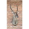 Image 1 : Shoulder Mount Taxidermy African Waterbuck