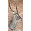 Image 2 : Shoulder Mount Taxidermy African Waterbuck