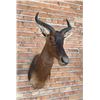 Image 1 : Shoulder Mount Taxidermy African Red Hartebeest
