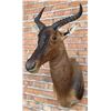 Image 2 : Shoulder Mount Taxidermy African Red Hartebeest