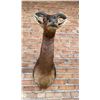 Image 3 : Shoulder Mount Taxidermy African Red Hartebeest