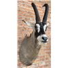 Image 2 : Shoulder Mount Taxidermy African Roan Antelope