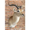 Image 2 : Shoulder Mount Taxidermy African Kob