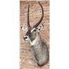 Image 1 : Shoulder Mount Taxidermy African Waterbuck