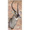 Image 2 : Shoulder Mount Taxidermy African Waterbuck