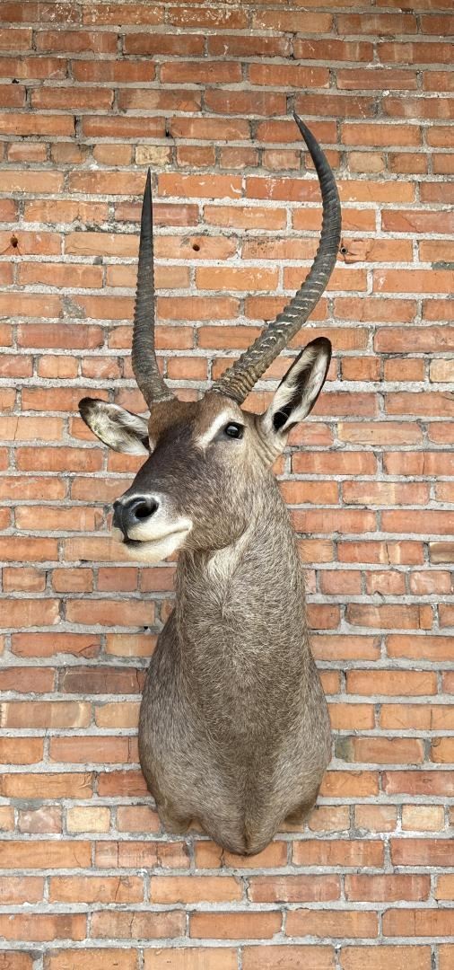 Check out this stunning display of a Waterbuck wall pedestal