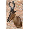 Image 1 : Shoulder Mount Taxidermy African Red Hartebeest