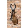 Image 2 : Shoulder Mount Taxidermy African Red Hartebeest
