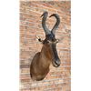 Image 3 : Shoulder Mount Taxidermy African Red Hartebeest