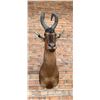 Image 4 : Shoulder Mount Taxidermy African Red Hartebeest
