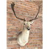 Image 2 : Shoulder Mount Taxidermy Fallow Deer