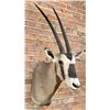 Image 2 : Shoulder Mount Taxidermy African Gemsbok