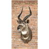 Image 1 : Shoulder Mount Taxidermy African Nyala