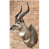 Image 2 : Shoulder Mount Taxidermy African Nyala