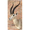 Image 1 : Shoulder Mount Taxidermy African Grant's Gazelle