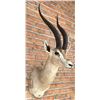 Image 2 : Shoulder Mount Taxidermy African Grant's Gazelle