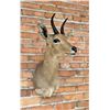 Image 1 : Shoulder Mount Taxidermy African Reedbuck