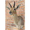Image 2 : Shoulder Mount Taxidermy African Reedbuck