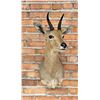 Image 3 : Shoulder Mount Taxidermy African Reedbuck