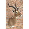 Image 2 : Shoulder Mount Taxidermy African Impala
