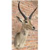 Image 2 : Shoulder Mount Taxidermy African Reedbuck