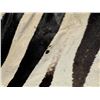 Image 10 : Very Nice Large African Taxidermy Zebra Rug