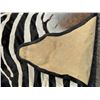 Image 11 : Very Nice Large African Taxidermy Zebra Rug