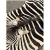 Image 5 : Very Nice Large African Taxidermy Zebra Rug