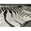 Image 6 : Very Nice Large African Taxidermy Zebra Rug