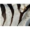 Image 8 : Very Nice Large African Taxidermy Zebra Rug
