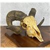 Image 1 : Corsican Ram Taxidermy Skull on Plaque