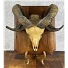 Image 2 : Corsican Ram Taxidermy Skull on Plaque
