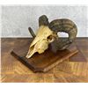 Image 3 : Corsican Ram Taxidermy Skull on Plaque