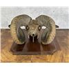 Image 4 : Corsican Ram Taxidermy Skull on Plaque