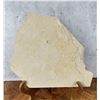 Image 2 : Knightia eocaena Green River Formation Fish Fossil