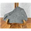 Image 2 : King Trilobite Fossil Mortality Plate